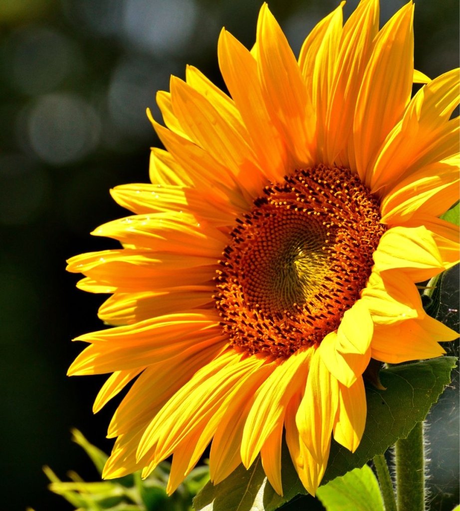 Top 10 Summer Flowering Plants & Best Vegetables to Grow in Indian Home Gardens