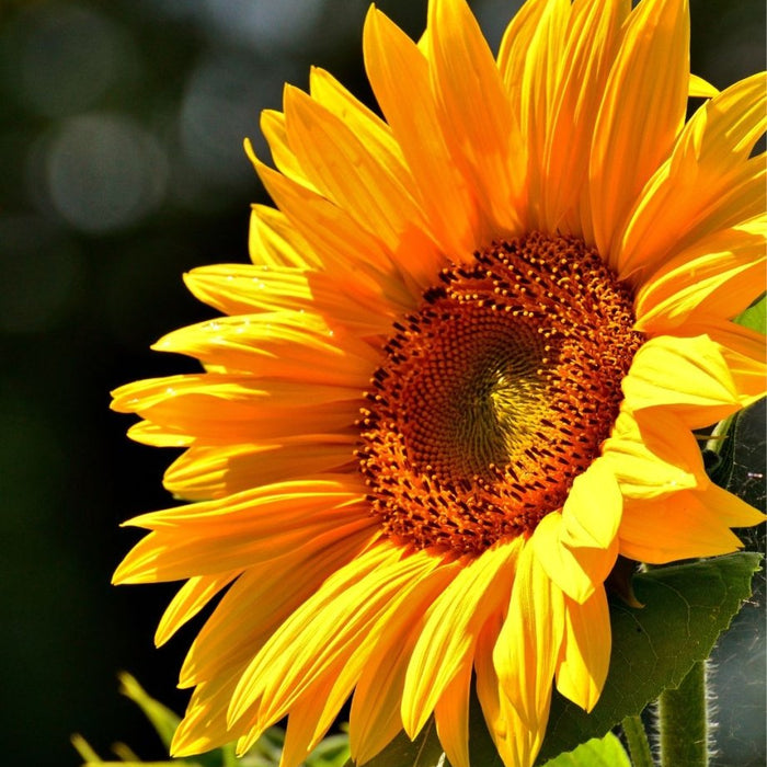 Top 10 Summer Flowering Plants & Best Vegetables to Grow in Indian Home Gardens