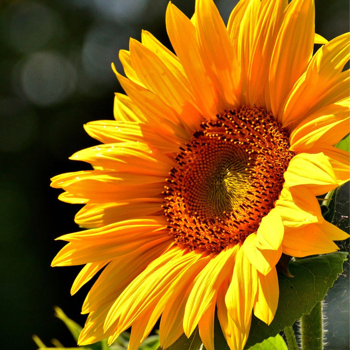 Top 10 Summer Flowering Plants & Best Vegetables to Grow in Indian Home Gardens