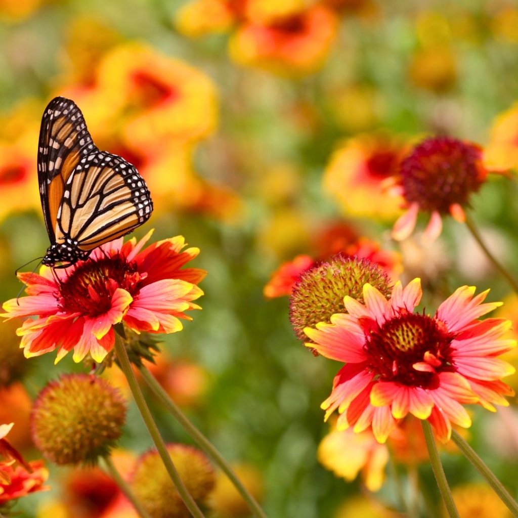 Spring Gardening Guide: Must-Do Tasks for a Blooming Season ๐ธ๐ฟ