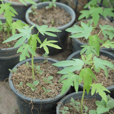 How to grow Papaya in container at home?