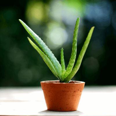 Easy to care and low-maintenance Indoor plants