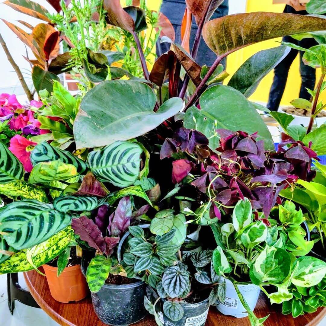 What to do when you bought a new plant home?