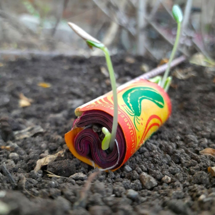 Plantable Seed Cracker Box - Set of 3