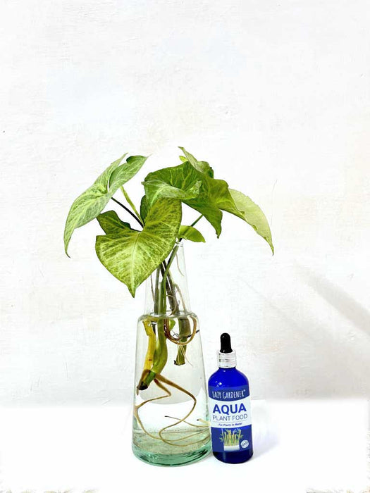 Aqua Plant Food (For Plants Rooting in Water) LazyGardener