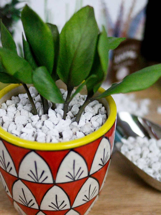 Drainage Expert: Pumice Stone for Plants Pumice stone LazyGardener