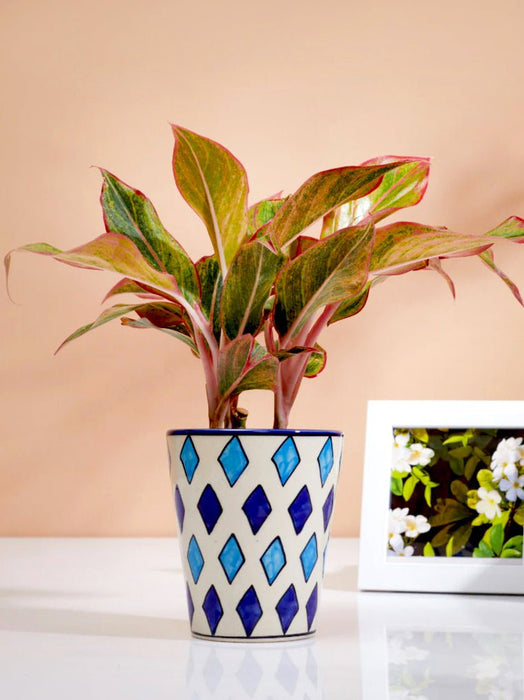 Essence - Diamond - Set of 1 - Ceramic Pot (Without Plant)