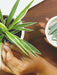 GreenStix - All Purpose Plant Food Sticks (Fertilizer Sticks) Plant food sticks LazyGardener 