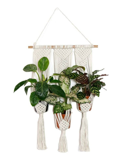 Macramé Plant Hanger Combo 4 LazyGardener