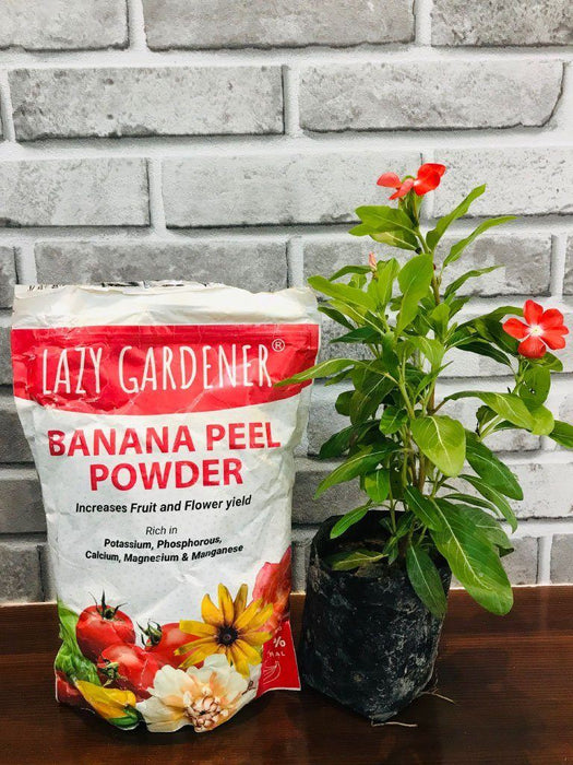 Banana Peel Powder Banana peel powder LazyGardener