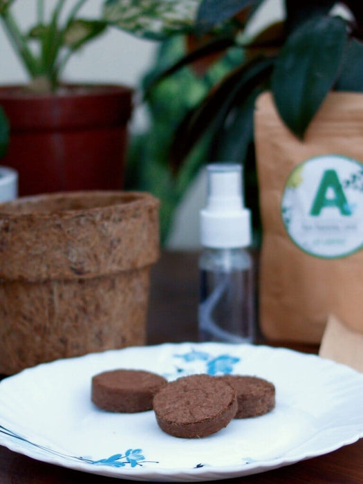 Secret Garden DIY Kit Grow Kit LazyGardener