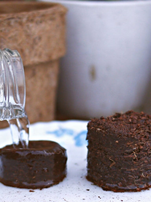 Secret Garden DIY Kit Grow Kit LazyGardener