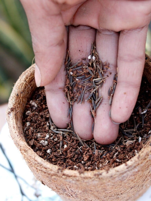 Secret Garden DIY Kit Grow Kit LazyGardener