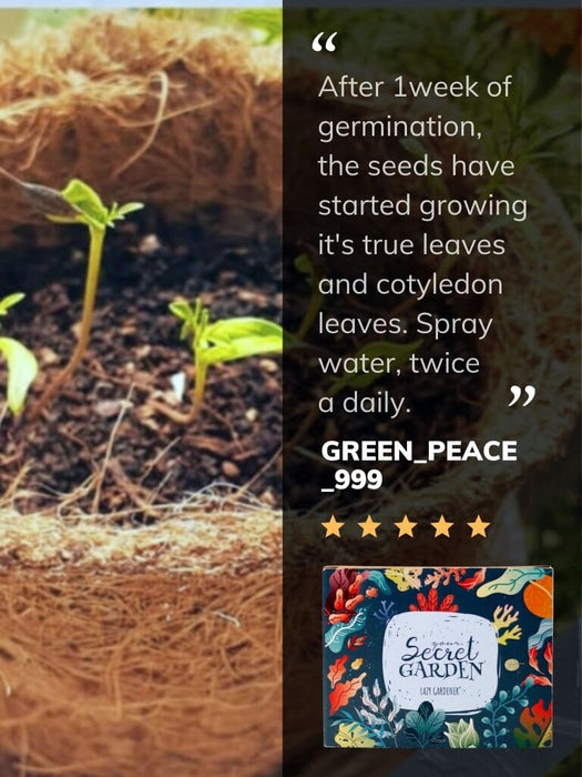 Secret Garden DIY Kit Grow Kit LazyGardener