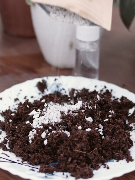 Secret Garden DIY Kit Grow Kit LazyGardener