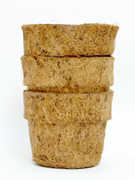 Summer Flowers Grow Kit (Zinnia, Morning Glory, Sunflower) LazyGardener