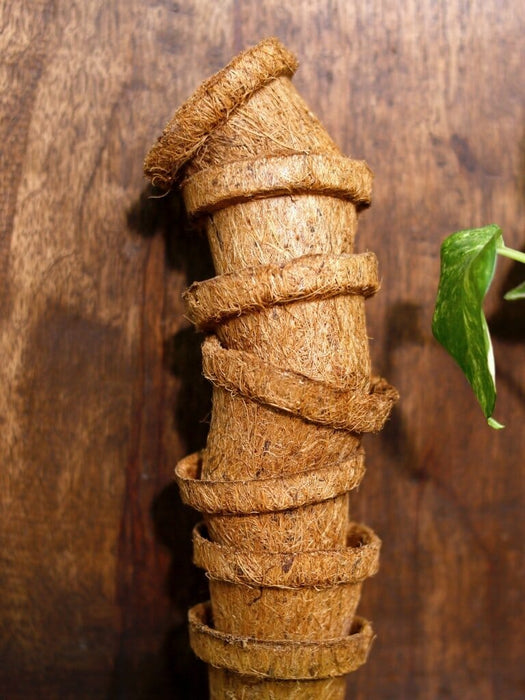 Summer Veggies Grow Kit (Brinjal, Okra, Cucumber) Grow Kit LazyGardener