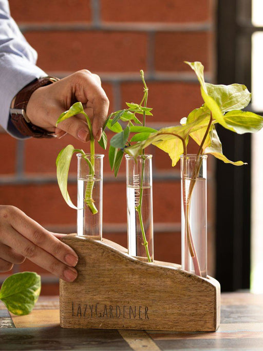 Timber Grove Trio (Table Top) Wooden Glass Tube Planter LazyGardener