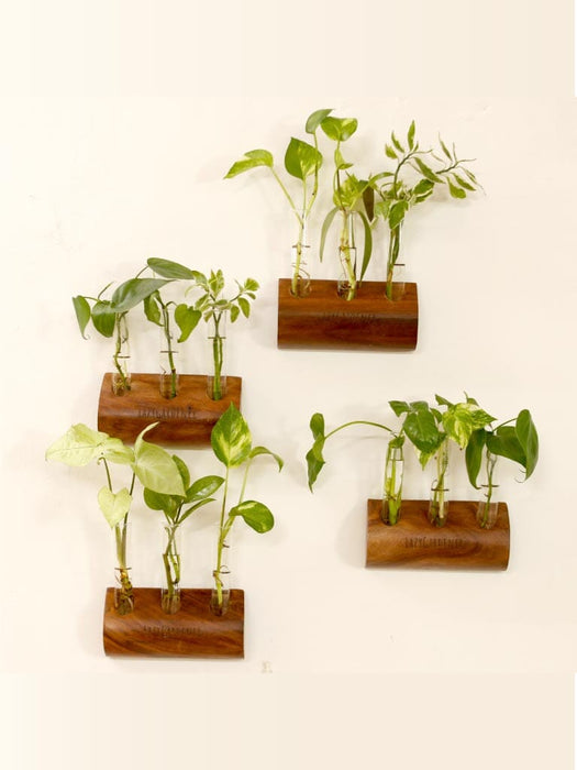 Timber Grove Trio (Wall-Mounted Test Tube Planter) Wooden Glass Tube Planter LazyGardener 