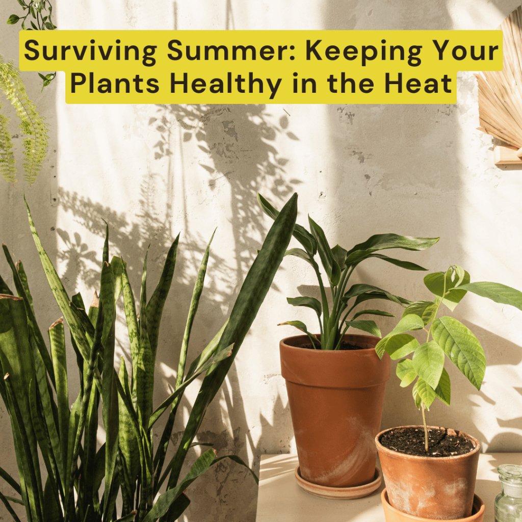 Caring for Your Plants in Scorching Heat: Essential Tips and Fertilizer Recommendations