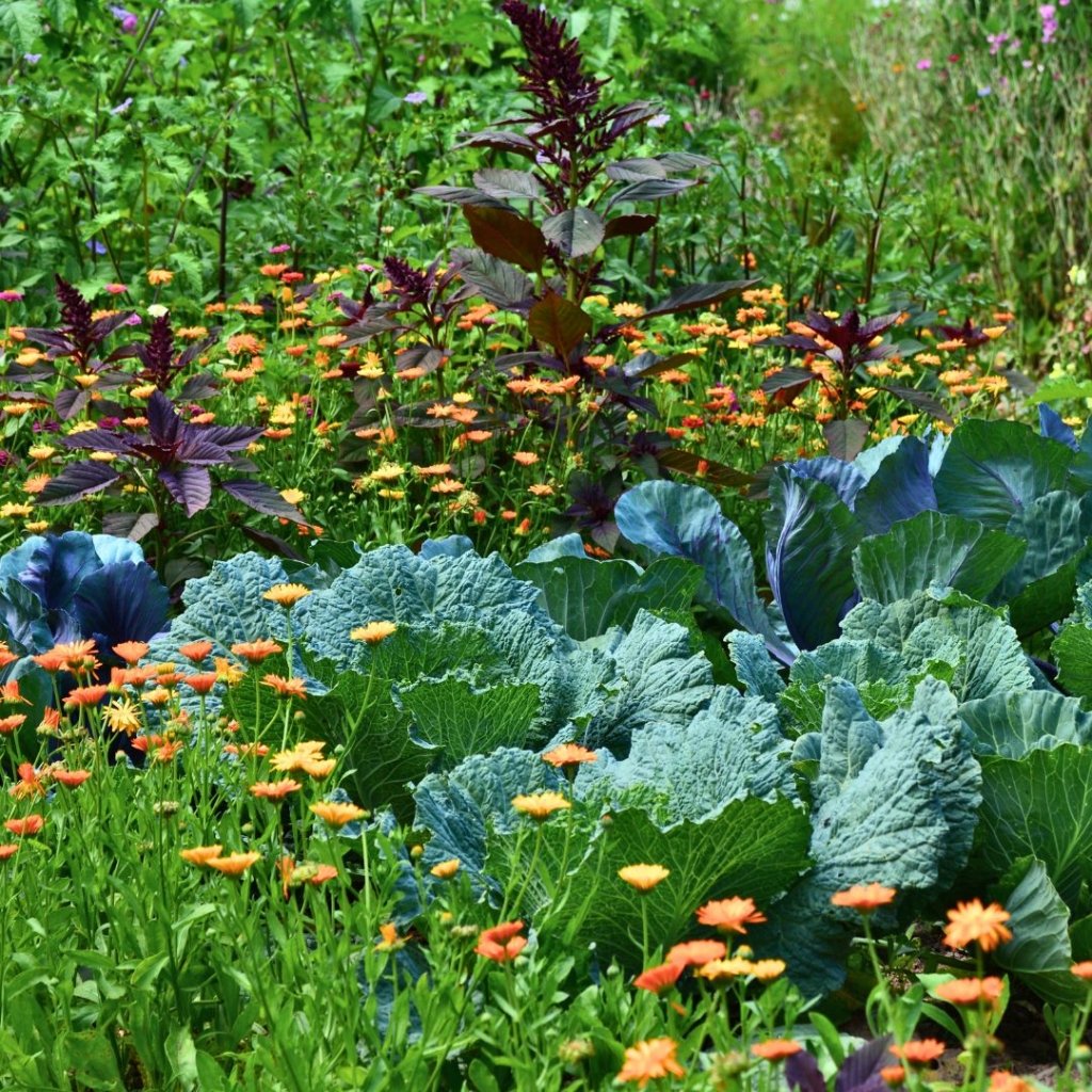 February & March Gardening: Best Flowers & Veggies to Grow from Seed