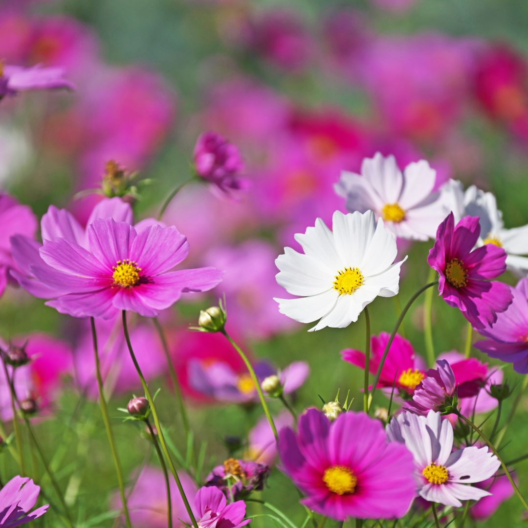 10 Best Flowers to Grow in Spring for a Colorful Garden 🌼🌷