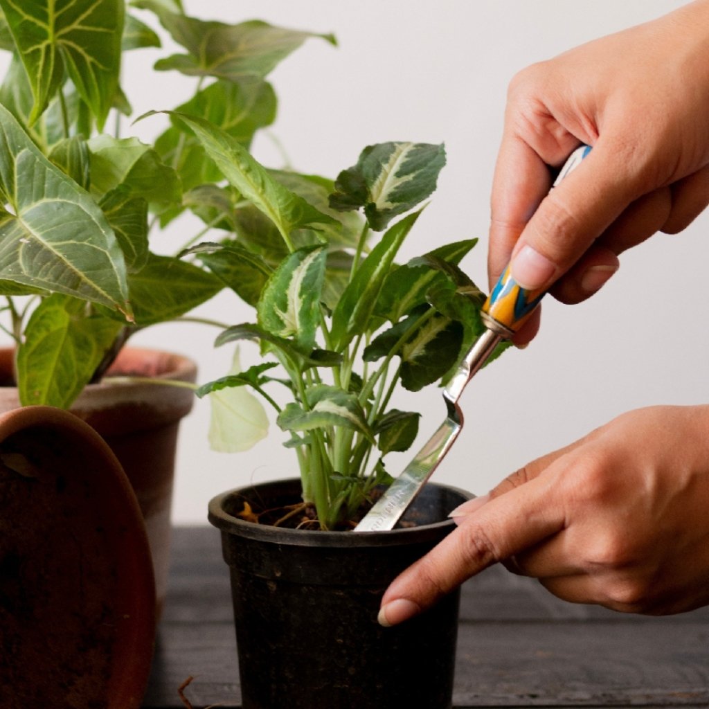Digging Deep: The Importance of Tilling Soil for Your Houseplants