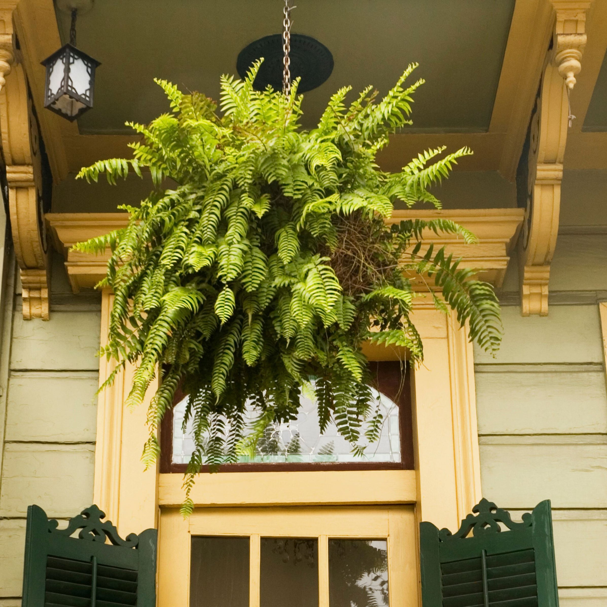 5 Best Plants For Hanging Baskets — Lazy Gardener Online Gardening Store India