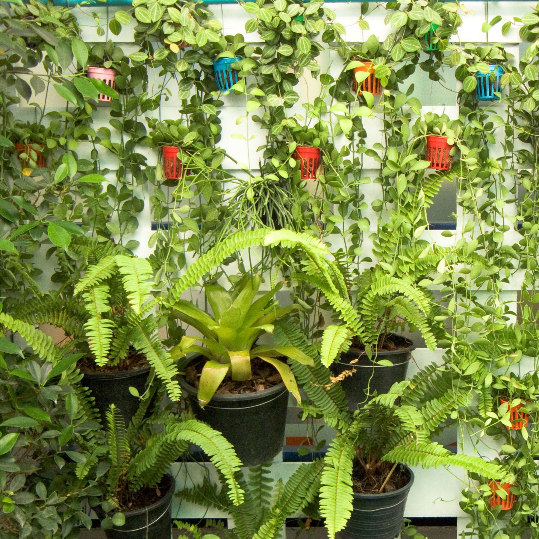 Best Plants for your Home Vertical Garden