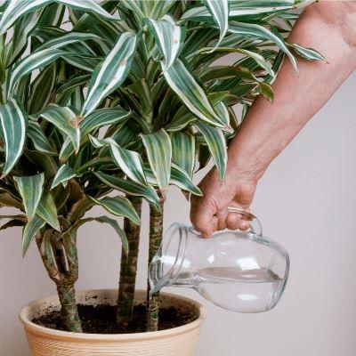 Easy to care & low-maintenance indoor plants