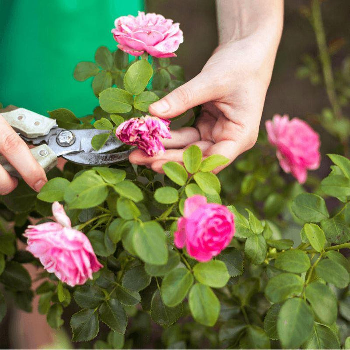 Gardening Dictionary for Beginners
