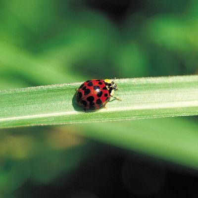Good bugs & Bad bugs for your garden