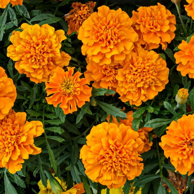 How to Grow & Care Marigolds (Genda Phool) for Festive Blooms: A Complete Guide