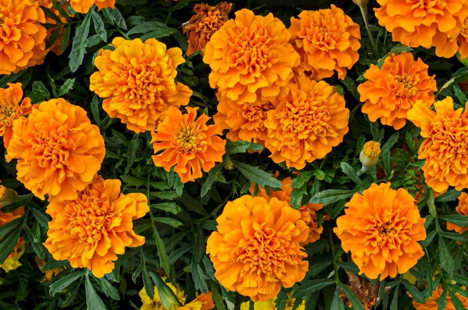 How to Grow & Care Marigolds (Genda Phool) for Festive Blooms: A Complete Guide