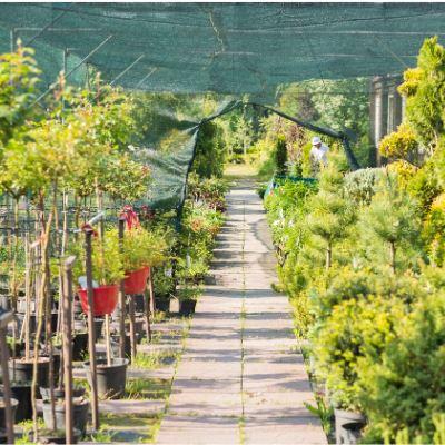 How to buy a healthy plants at the nursery? | Tips to choose a healthy plants