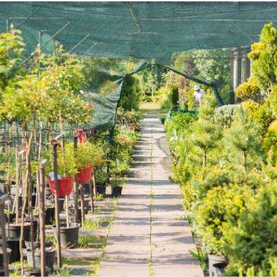 How to Buy Healthy Plants at the Nursery: Expert Tips
