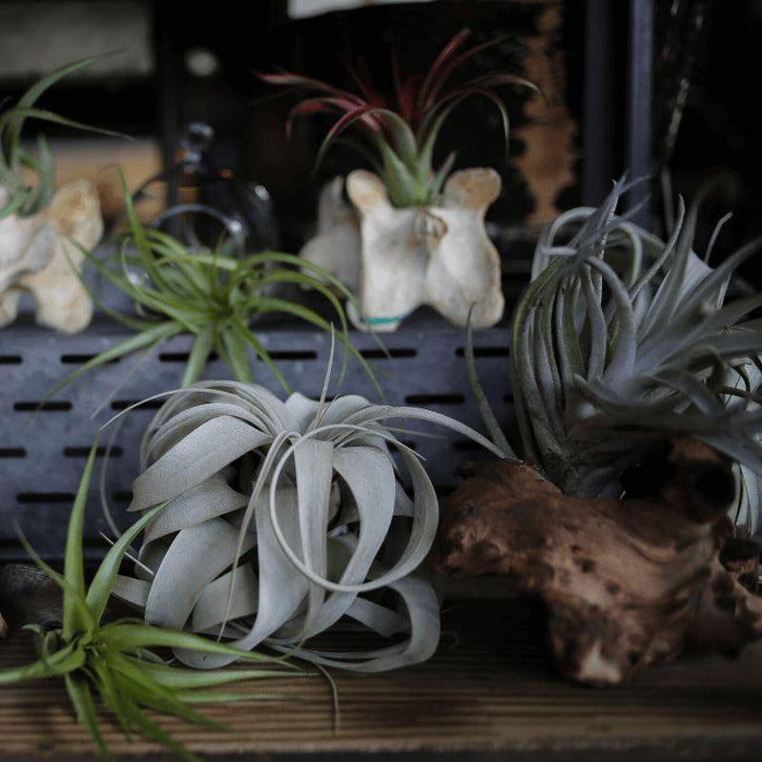 How to grow and total care guide for Air Plants (Tillandsia)?