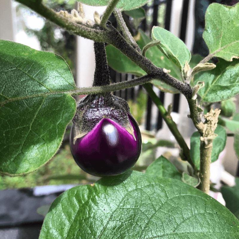 How to grow Brinjal/Eggplant from seeds?