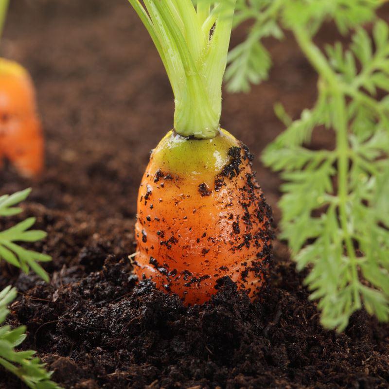 How to grow Carrots from seeds at home?