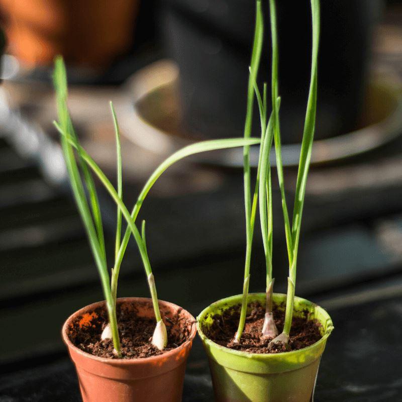 How to grow Garlic in pot at home? | Plant Garlic from Grocery store