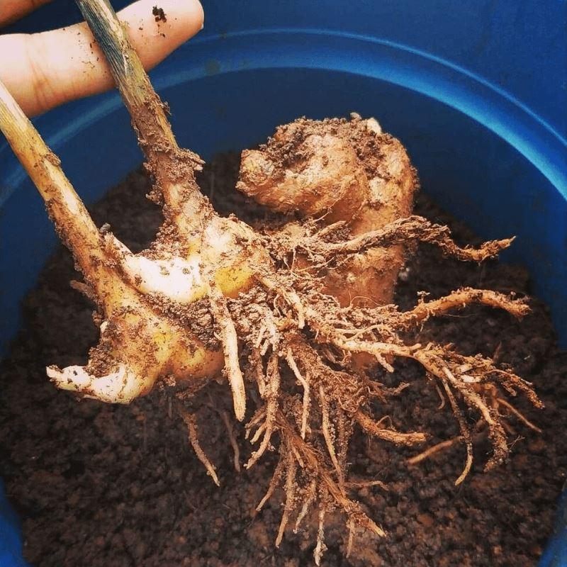 How to grow Ginger at home?