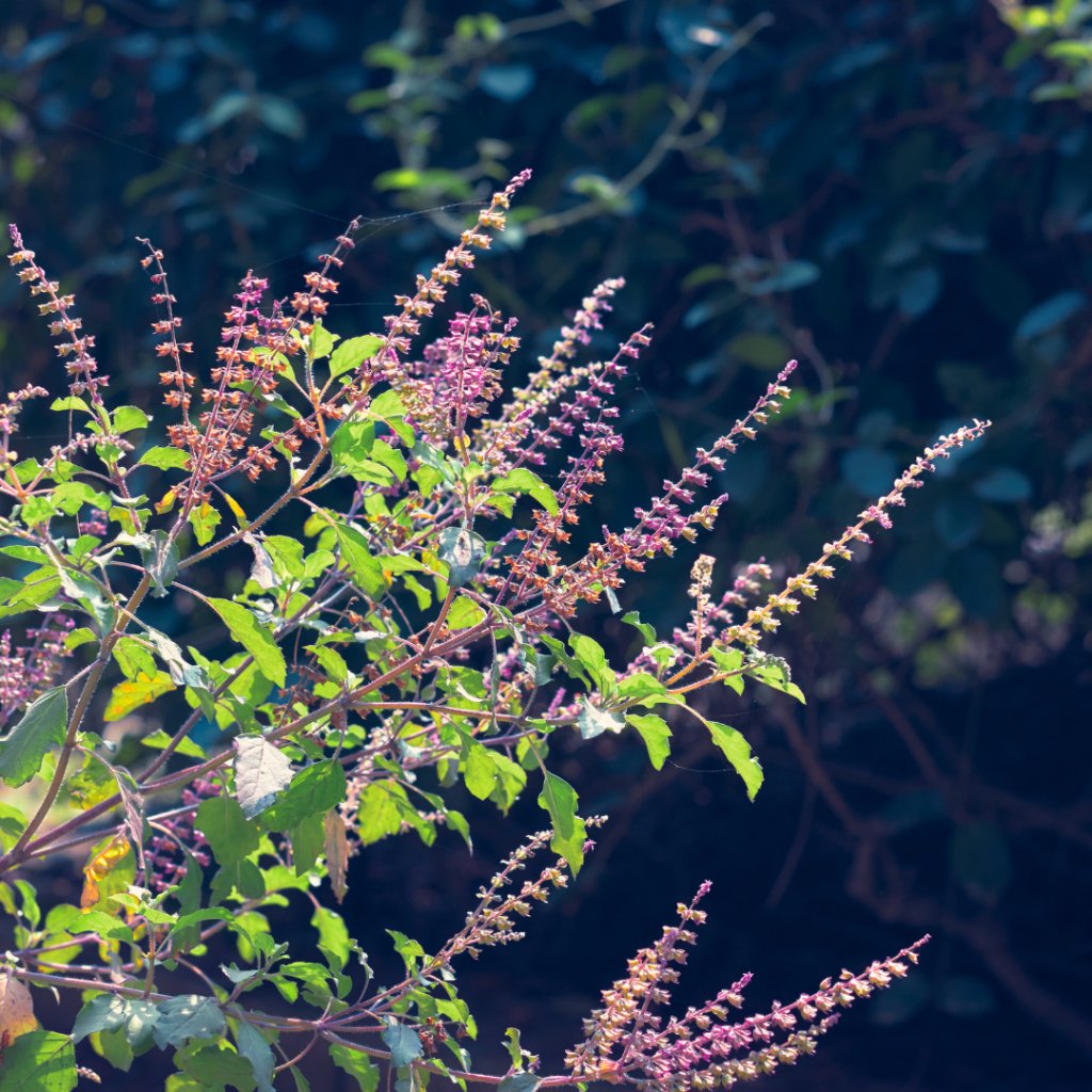 The Ultimate Guide to Making Your Tulsi Plant Bushy and Healthy