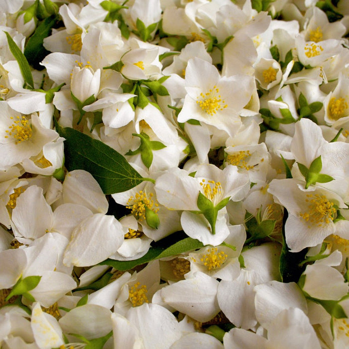 Jasmine Care Tips for Monsoon: Ensuring Healthy Growth and Fragrance