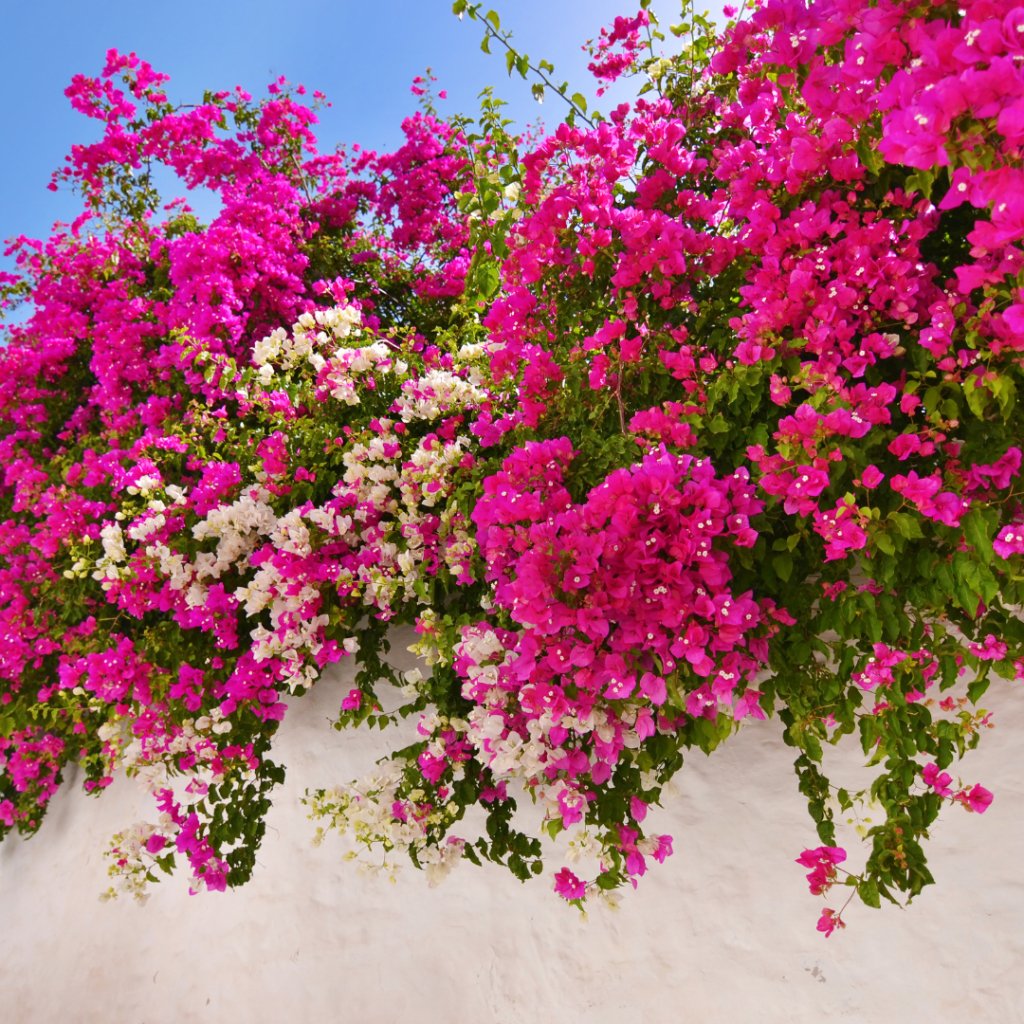 The Ultimate Guide to Growing Bougainvillea Indoors