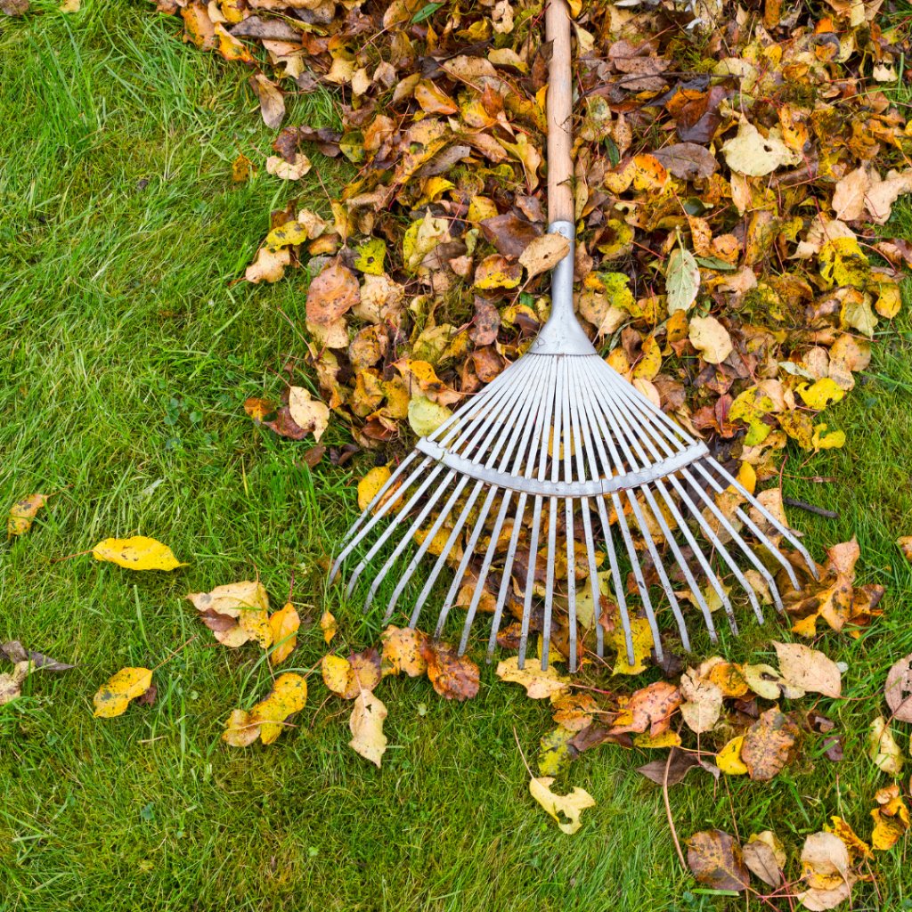 Monsoon-to-Autumn Transition Tips for Indian Gardens: A Lazy Gardener Guide