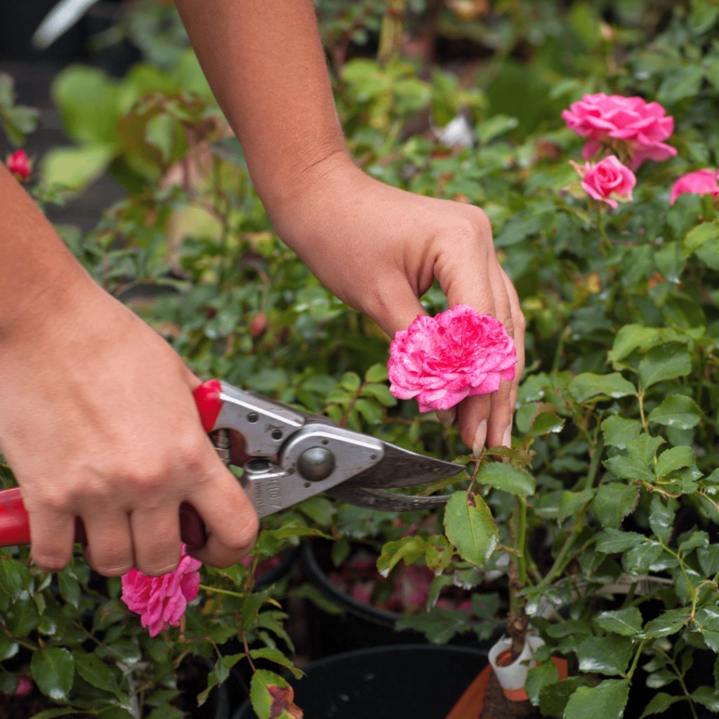 Pruning Techniques for the Monsoon: Keeping Your Plants in Shape