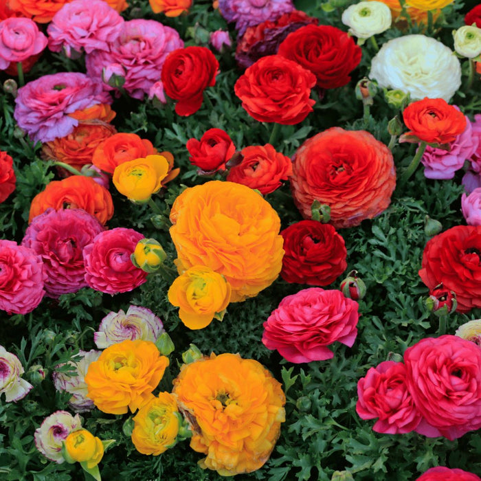 Top Monsoon Flowers to Grow in India: Add Color to Your Garden