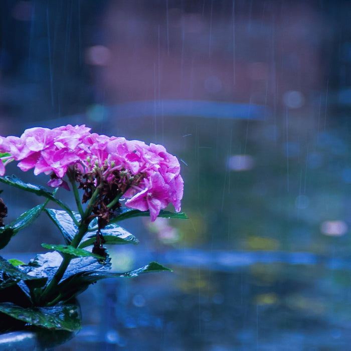 Managing Waterlogging in Your Home Garden: 8 Best Practices for Monsoon Care