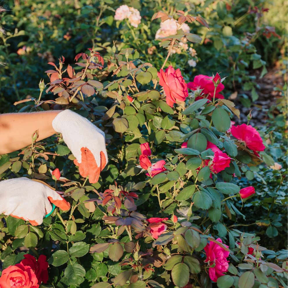 Winter Rose Care Guide: Pruning, Propagation, and Expert Tips for Vibrant Roses in India