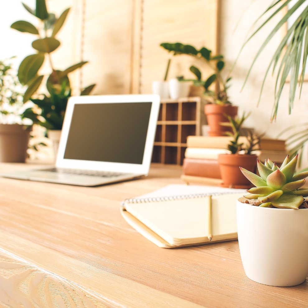 Top 15 Office Plants to Boost Your Workspace Ambience